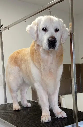 Pracownia groomerska Lidia Trawińska